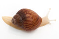 Achatina achatina achatina Nigeria F1 typ 2b albino body juvenil